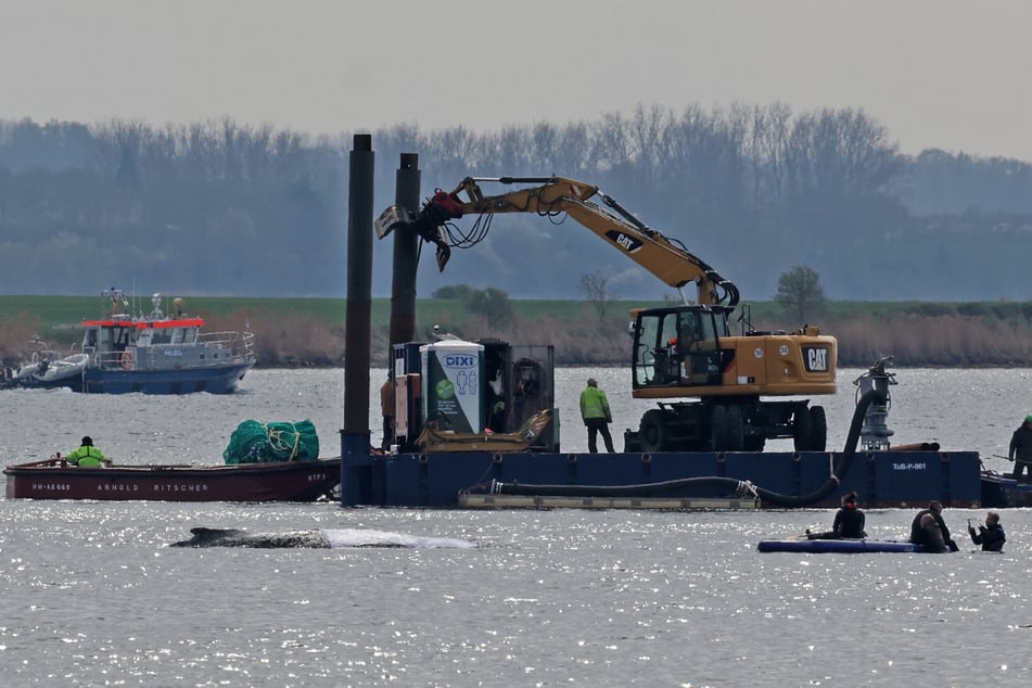 Der schwimmende Ponton mit dem Bagger ist inzwischen beim Wal angekommen.