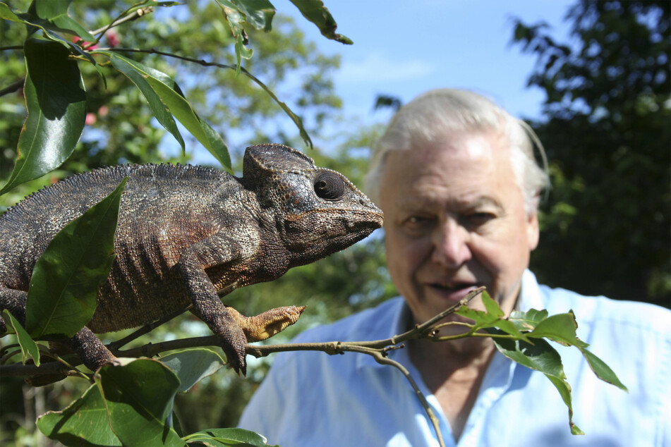 After decades on television, David Attenborough is still just as captivating and interesting on-screen.