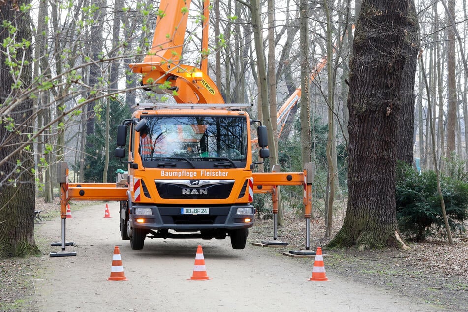 Aktuell finden Baumpflegearbeiten im Großen Garten statt.