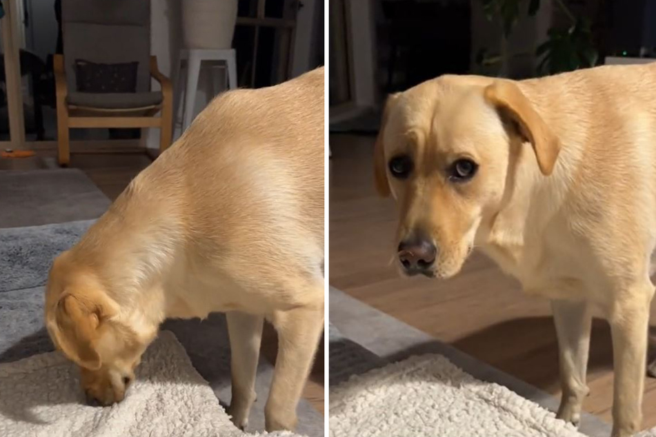 This dog's diva-like reaction to her bed setup has the Internet cackling