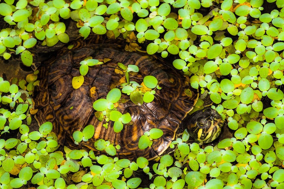 Geschützt, dunkel, ruhig: ideale Bedingungen für einen Schildkröten-Schlafplatz.
