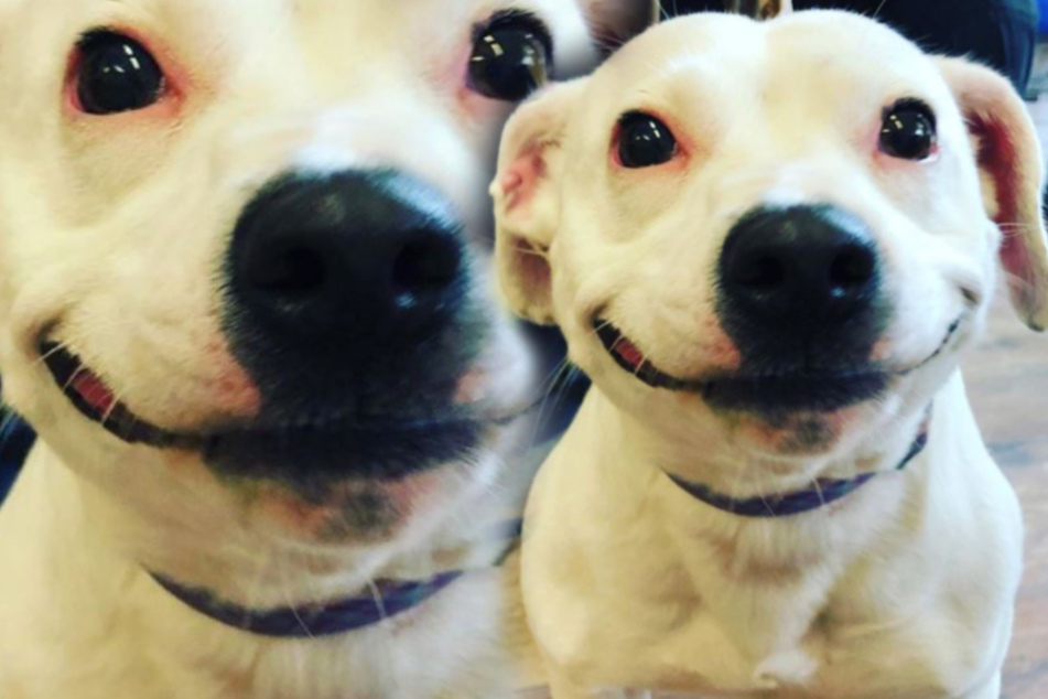 Hund Von Der Strasse Geholt Als Er Ein Zu Hause Bekommt Grinst Er Herzerwarmend Tag24