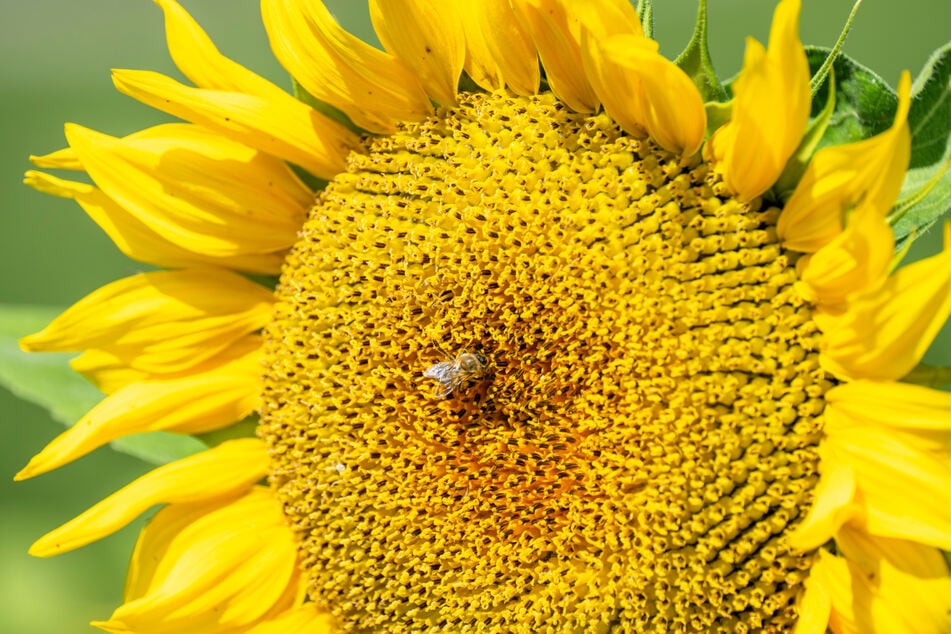 Am Freitag werden Temperaturen bis 36 Grad erreicht. (Symbolbild)