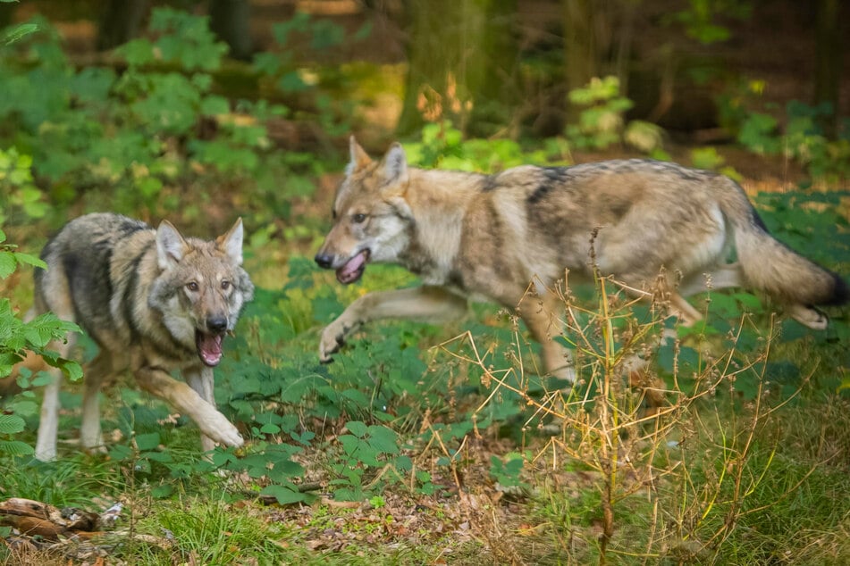 Wölfe lassen sich kaum irgendwo so gut fotografieren wie im Wildgehege Moritzburg. In freier Wildbahn schlagen sie vor allem im Herbst zu, wenn die Welpen hohen Nahrungsbedarf haben.