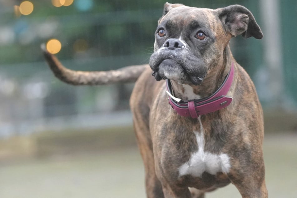 Boxer-Hündin Sonja befindet sich seit Dezember 2025 im Tierheim und sucht ein neues Zuhause.