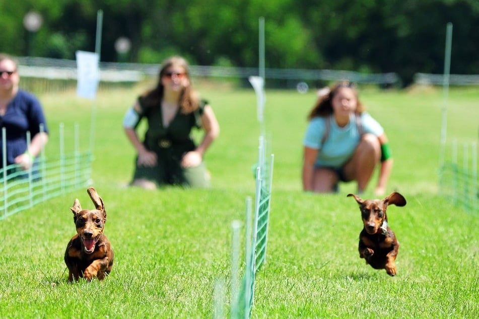 Herrchen und Frauchen der Dackel spornten die kleinen Tiere ordentlich an.