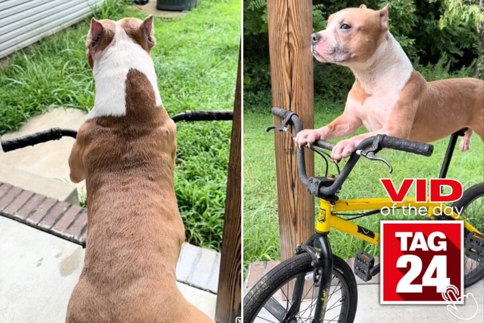 Today's Viral Video of the Day features a pup who was caught outside on a bike ready to go for a ride!