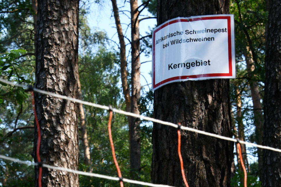 Am Dienstag berät das Brandenburger Kabinett über die weiteren Schritte im Kampf gegen eine Ausbreitung der Afrikanischen Schweinepest. (Symbolfoto)