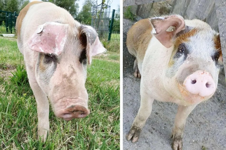 Ich glaub, mein Schwein pfeift: Berliner Tierheim vermittelt nicht nur Hunde und Katzen