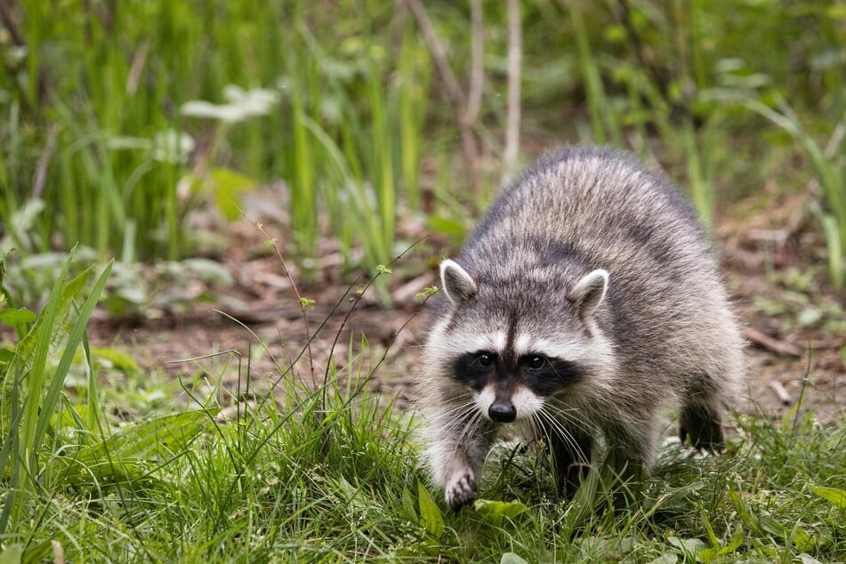 Raccoons can be dangerous, so you'll want to get rid of them.