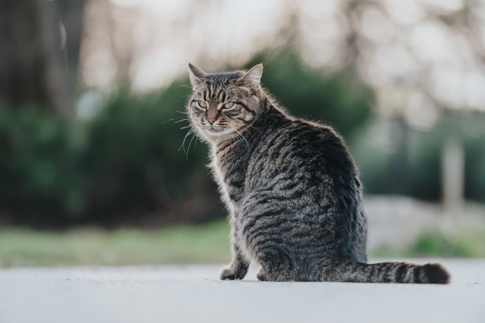Eine Tabby-Katze wurde am Wochenende aus einem Vorgarten "entführt". (Symbolbild)