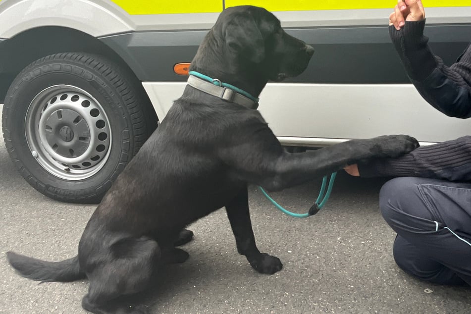 Hund Charlie wurde aus seiner brenzligen Situation gerettet und über Umwege mit aufs Polizeirevier genommen.