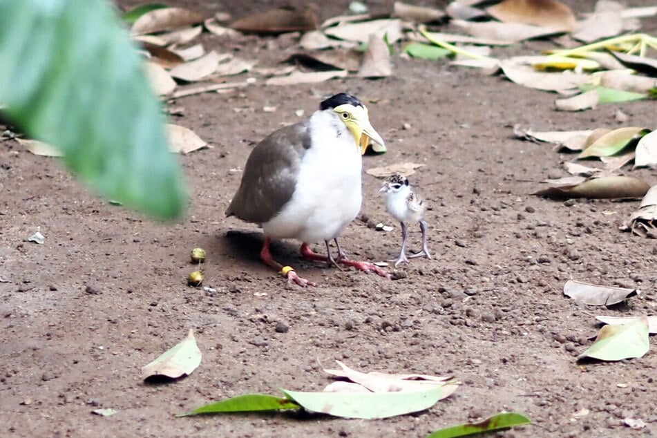 Die Soldaten-Kiebitze im Zoo Leipzig sorgen weiterhin für Aufsehen! Nachdem Jungtier Gondolf zunächst von seinen Eltern verstoßen wurde, lebt er inzwischen wieder mit seiner Familie - und das in wunderbarer Harmonie.