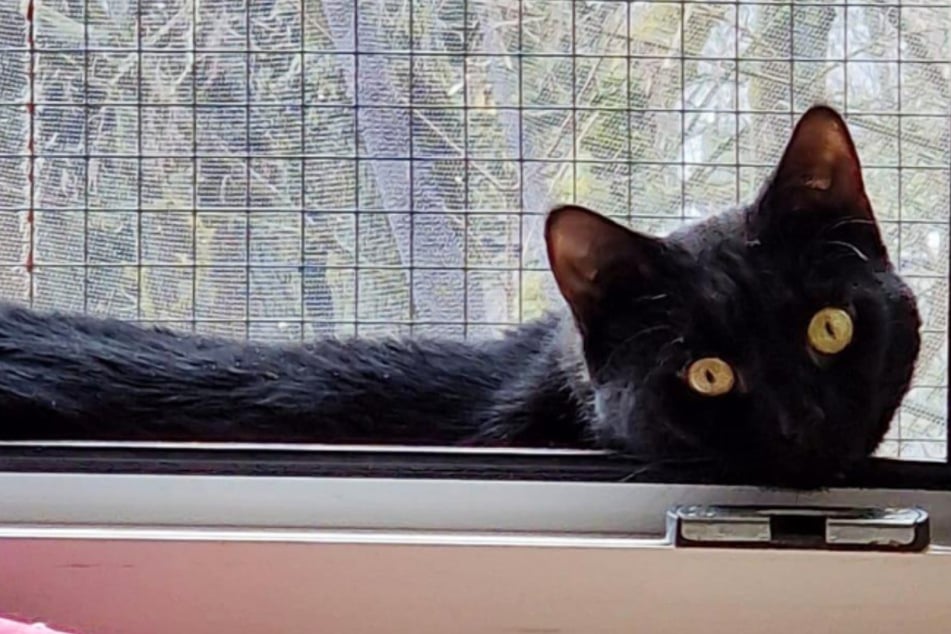 Ni siquiera tan "Mausi": este "puma salvaje" es solo para profesionales de los gatos con una inclinación especial.