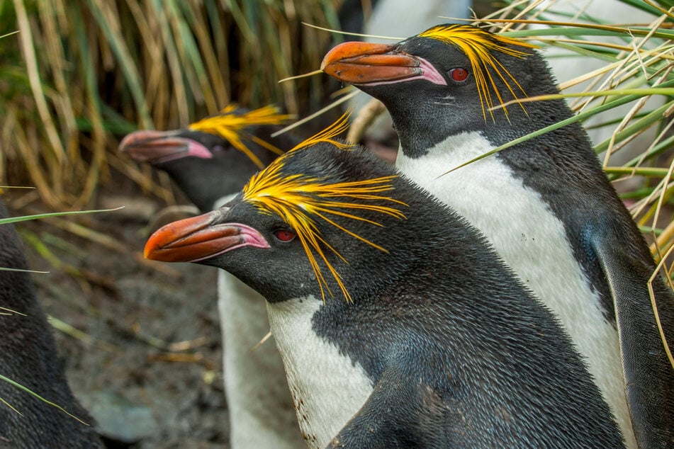 What is the most common penguin in the world?