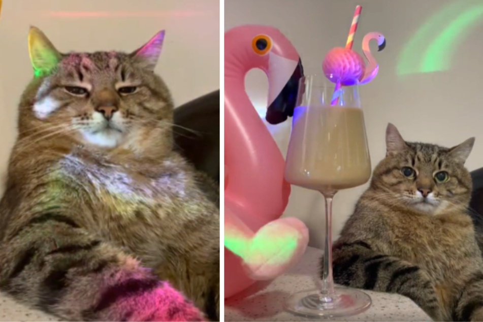 Keine Lust auf Partys: Schläfrige Katze wird auf TikTok zum Star
