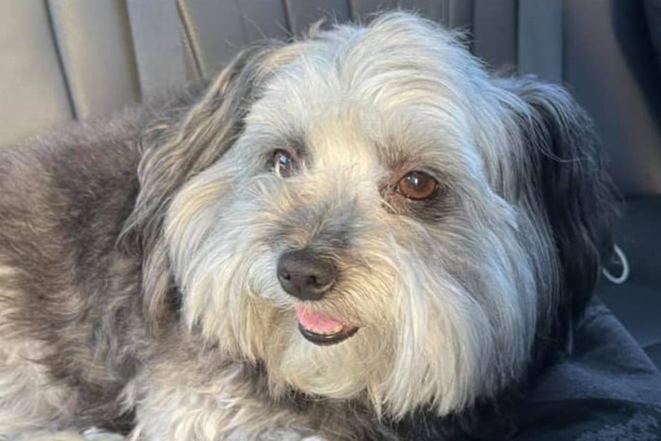 Lola hat eine lange Reise hinter sich.