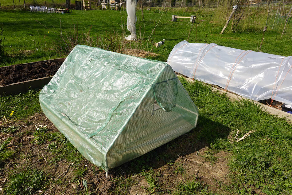 Gegebenenfalls kann ein Folientunnel oder ähnlicher Schutz für die Aussaat im November hilfreich sein.