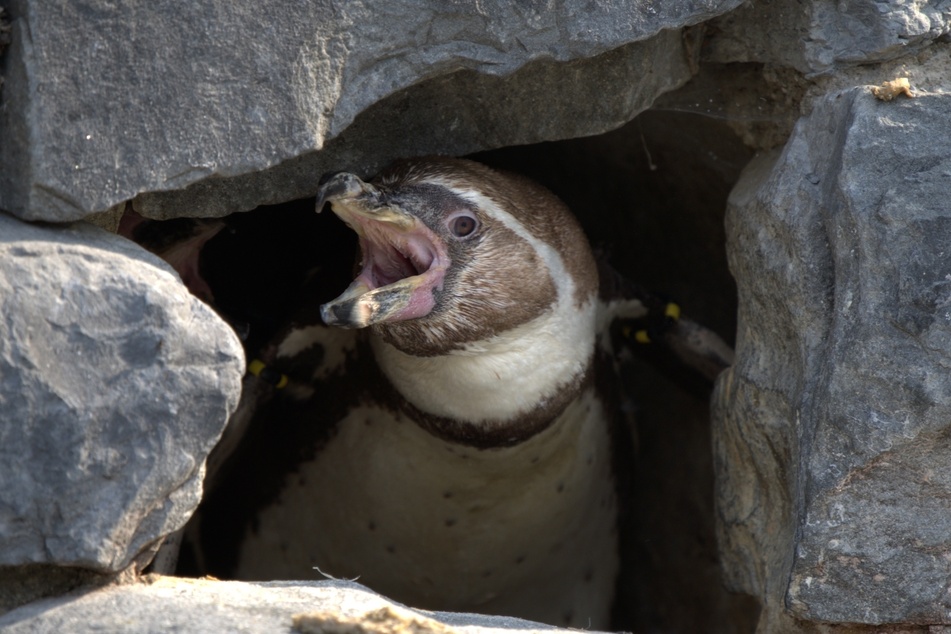 Pinguine finden ihren Partner im Gedränge der Brutkolonie vor allem über die Stimme mit ekstatischen Rufen.