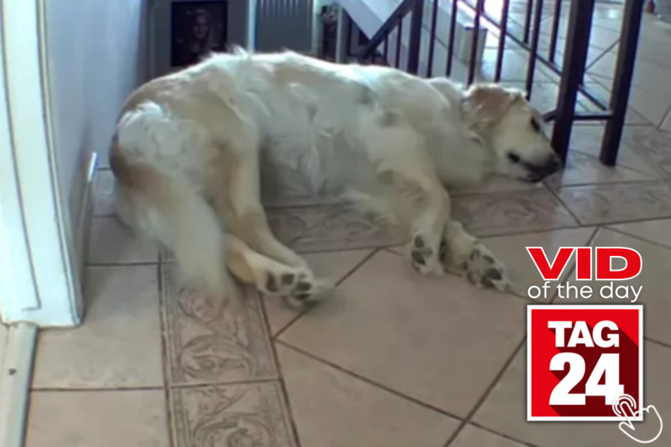Today's Viral Video of the Day features a dog that took a tumble after stretching near the top of the stairs.
