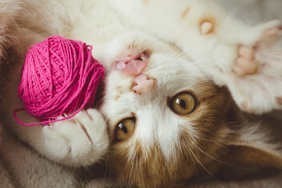 Playing with your cat will distract it and prevent symptoms.