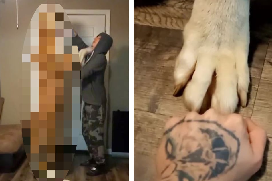 Netz von riesigem Hund schockiert: "Sorry, aber du bist sein Haustier"