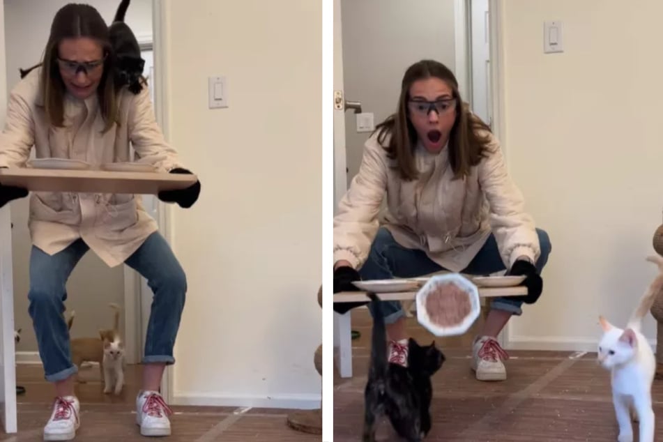 Als Julia ins Zimmer kam, konnten es die kleinen Samtpfoten kaum erwarten und stürzten sich auf das Katzenfutter.