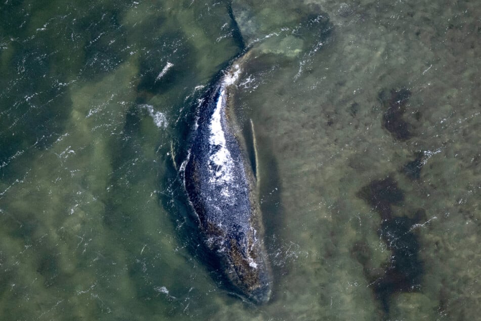 Spannend wird, ob sich Buckelwal "Timmy" am frühen Sonntagmorgen, wenn der Wasserstand steigt, erneut von selbst freischwimmen kann.