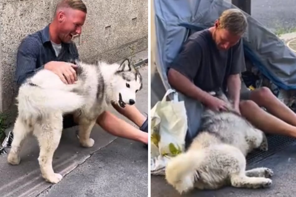 Husky makes friends with a homeless man and changes his life
