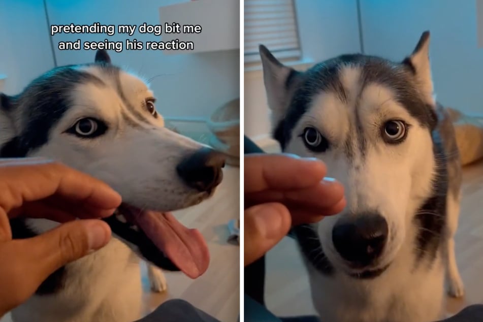 Herrchen tut so, als hätte sein Hund ihn gebissen: Seine Reaktion begeistert Millionen