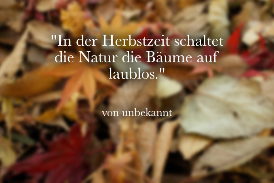 In der Herbstzeit schaltet die Natur die Bäume auf laublos.