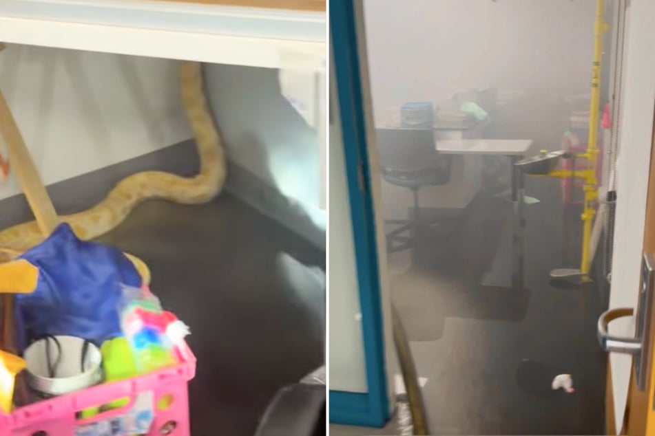 Während des Feuerwehreinsatzes fanden die Helfer die 2,4 Meter lange Python Nanner unter einem Schreibtisch vor.