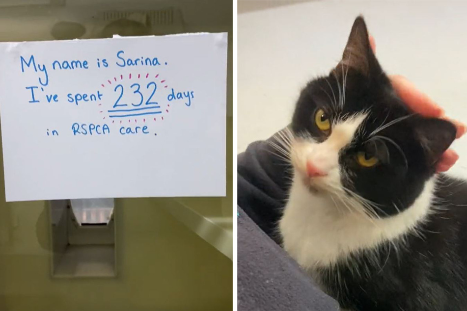After 232 days, Sarina the cat's carers made a video to draw attention to her fate.