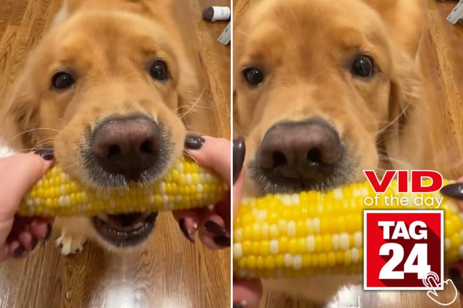 This dog just discovered corn for the first time - and his reaction is everything!