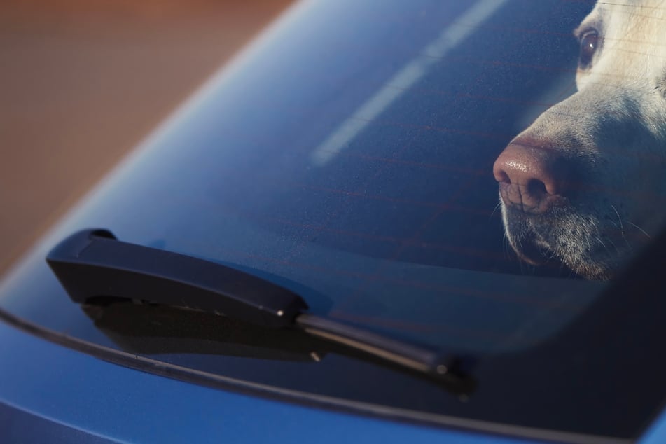 Einen Hund bei milden Temperaturen im Auto einzuschließen, kann tödliche Folgen für den Vierbeiner haben. (Symbolbild)