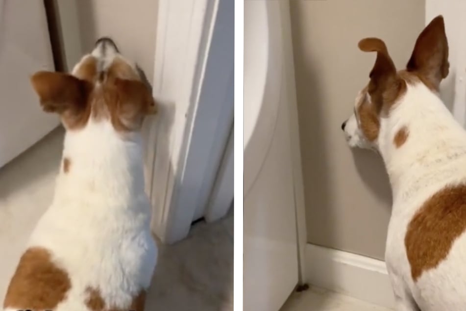 Der süße Terrier starrt wie gebannt in die Ecke des Badezimmers.