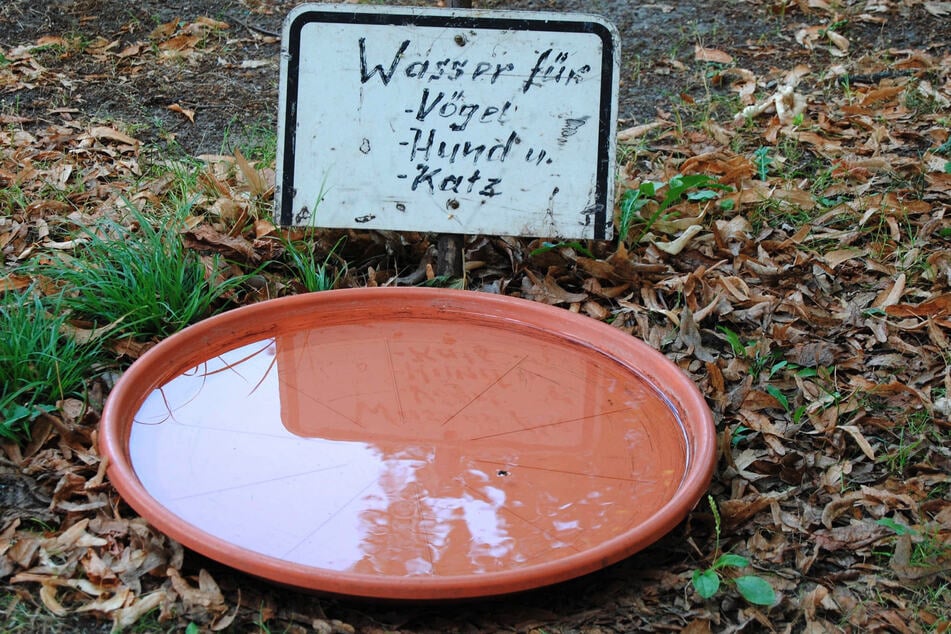 Kleine Trinkstationen im Garten oder auf dem Balkon können für Wildtiere lebensrettend sein.