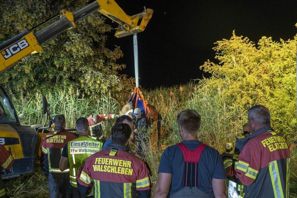 Das Pferd konnte zunächst noch aus dem Wasser geholt und auf eine Wiese gebracht werden.