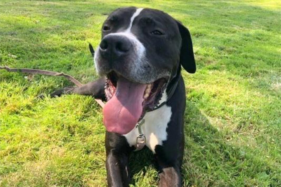 Dogge-Cane-Corso-Mischling Asgard aus dem Hamburger Tierheim sucht ein richtiges Zuhause.