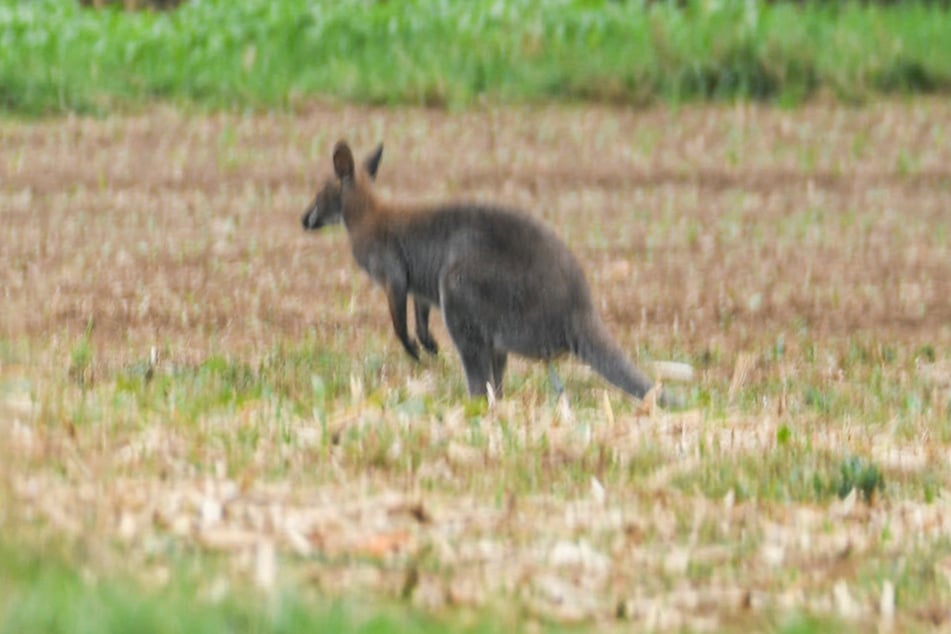 Das Känguru war aus einem Privatgehege ausgebrochen und hüpfe durch einen Wald am Rand der Schwäbischen Alb.
