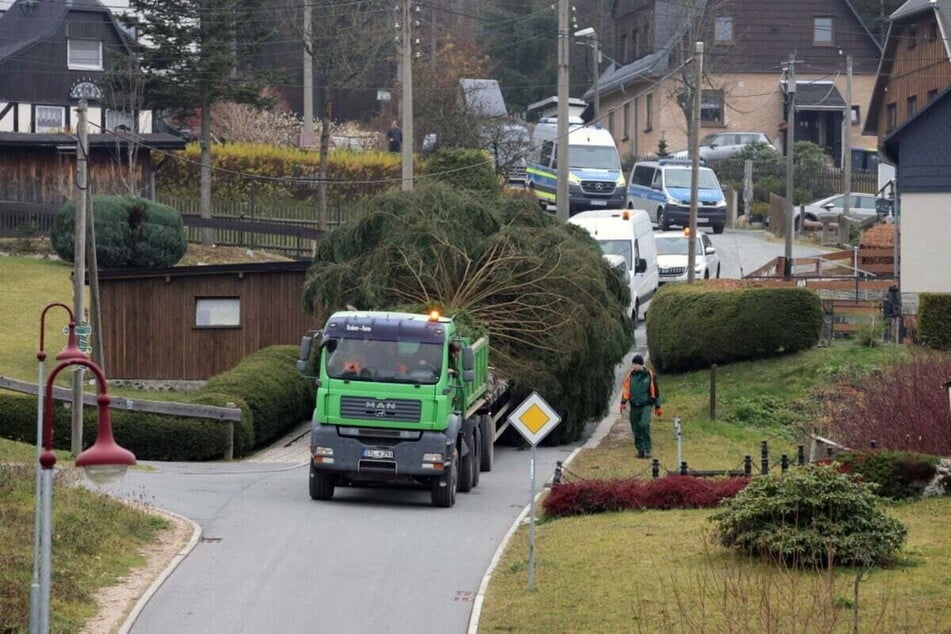 Der diesjährige Weihnachtsbaum rollte auf einem Tieflader in Richtung Chemnitz.