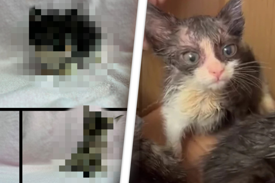 Katzenbabys sollten in Regentonne sterben: Heute sind sie kaum wiederzuerkennen