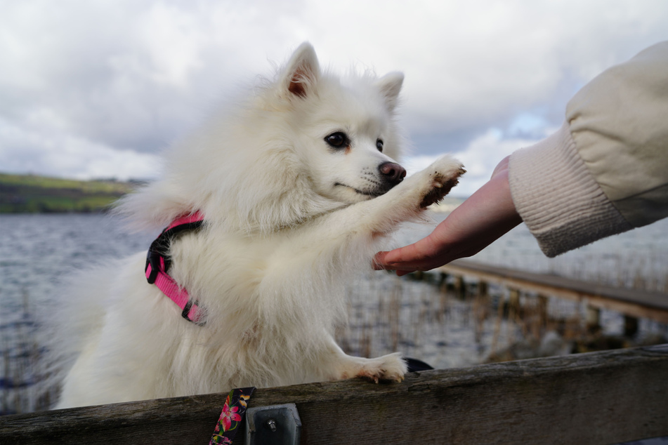 Isn't this Japanese spitz just a darling?