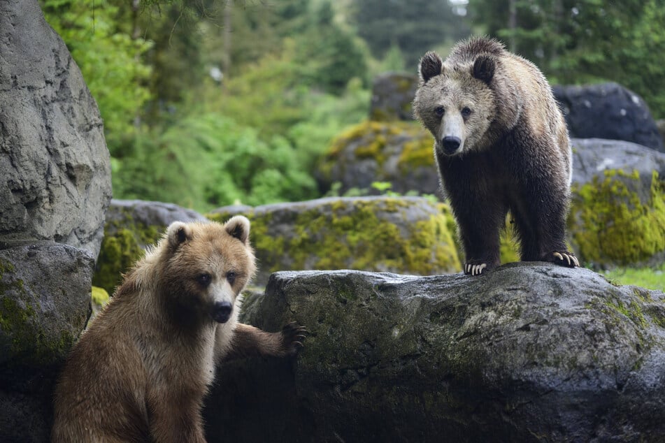 Robert Schock survived by living in an abandoned grisly bear nest.