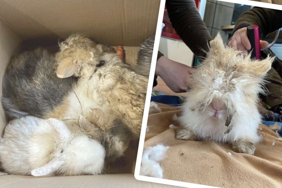 Tierheim entsetzt über Zustand von Fund-Kaninchen: "Wir sind absolut sprachlos!"