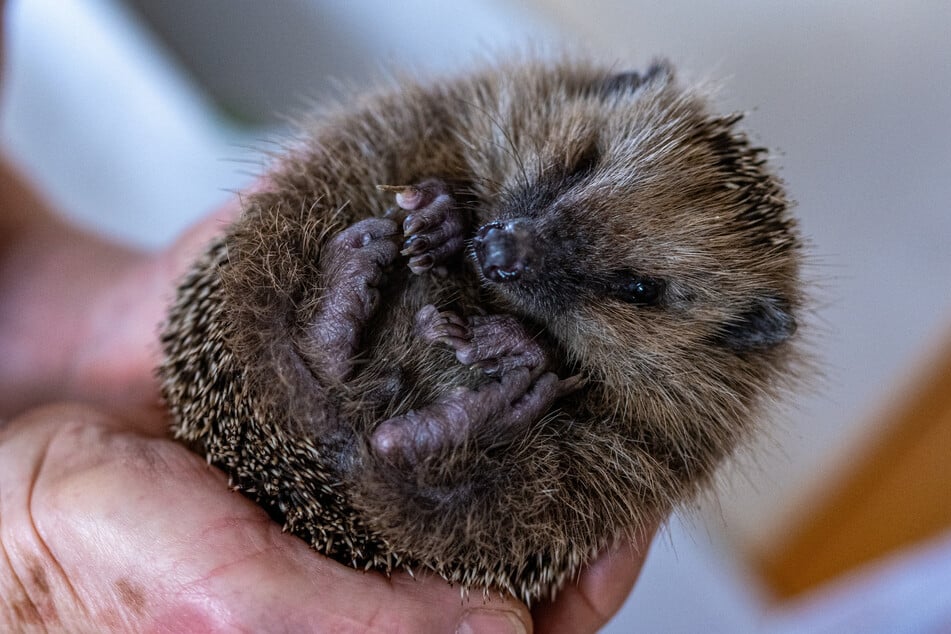 Erwacht ein Igel aus dem Winterschlaf, hat er vor allem eines: Durst!