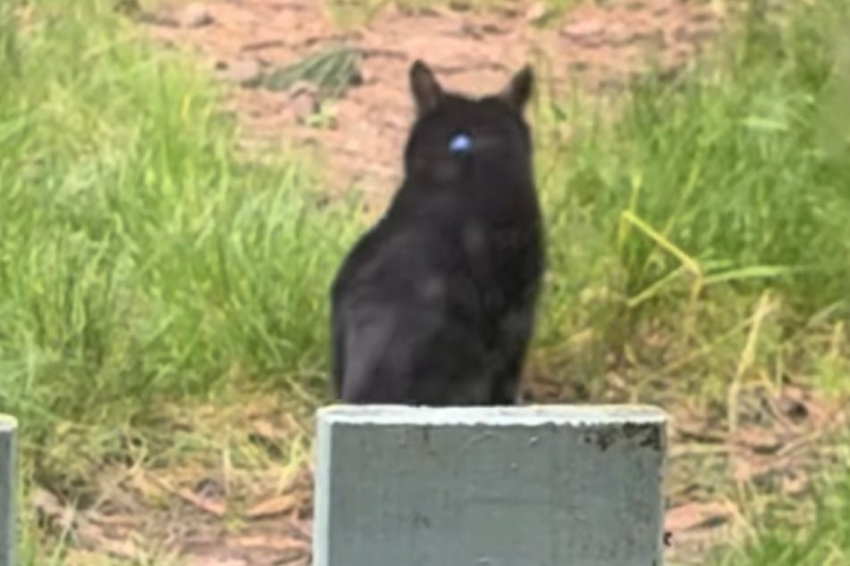 Sooty zmizel po nějaké době a od té doby nebyl viděn.