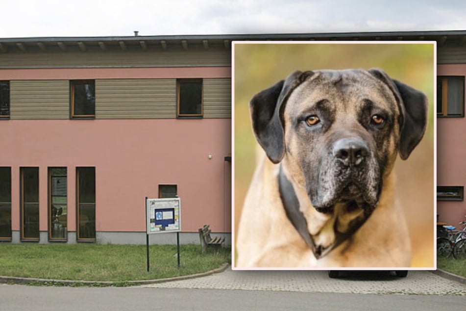 Leipzig: Den falschen Hund aus Tierheim geklaut! 42-Jähriger entführt aus Versehen bissigen Aaron