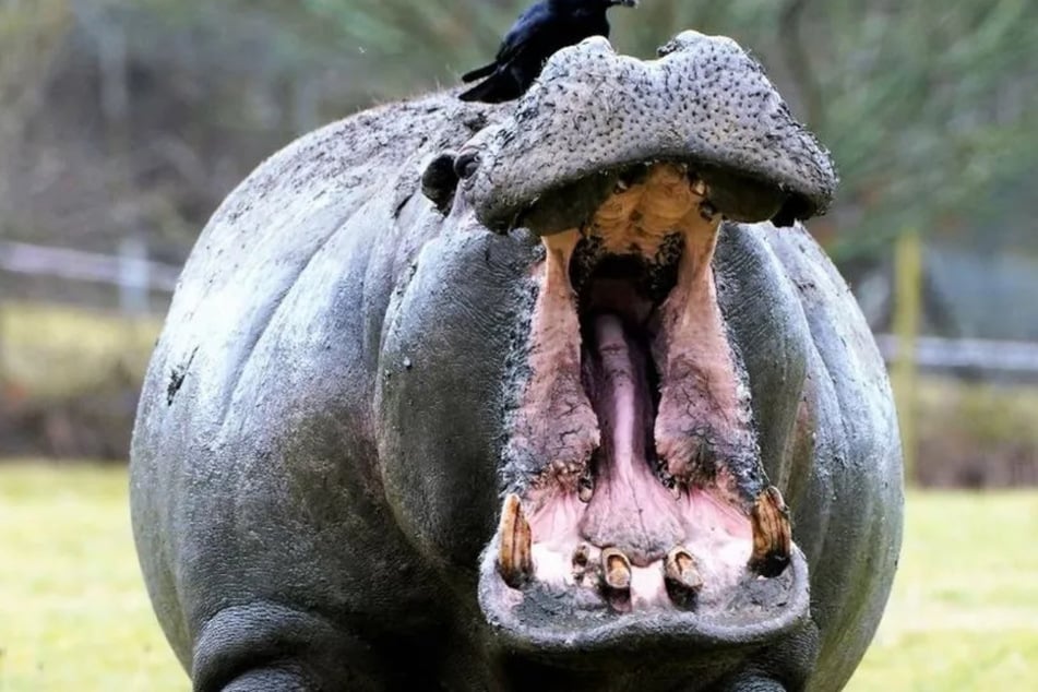 Spot war eines der größten Nilpferde im Zoo von Longleat. Er starb vor wenigen Tagen.