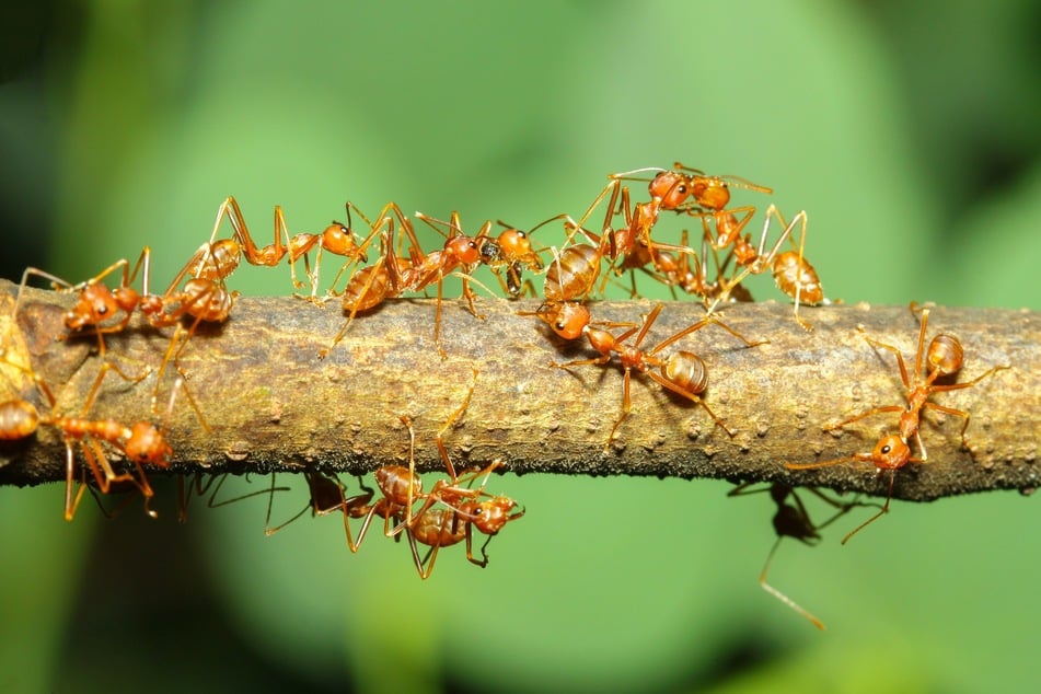 Ameisenschwärme sind bekannt für ihre Kraft und die harte Arbeit - aber eben nur im Team.